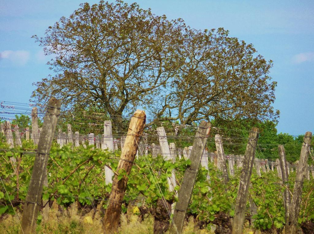 Lugny Domaine Joseph Lafarge Wine Resort Oeno-Tonneaux Experience מראה חיצוני תמונה