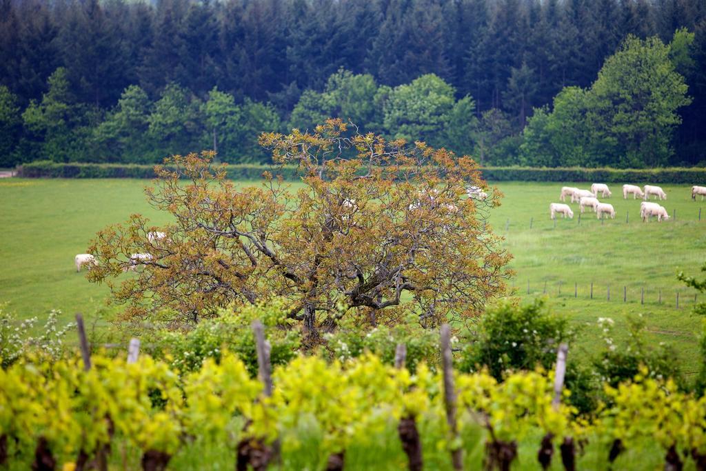 Lugny Domaine Joseph Lafarge Wine Resort Oeno-Tonneaux Experience מראה חיצוני תמונה